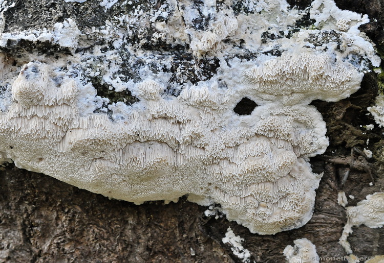 Aphyllophorales corso (Oxyporus latemarginatus)